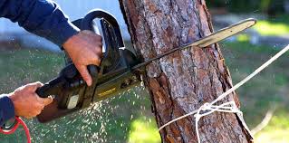 Reliable Berwyn Heights, MD Tree Care  Solutions